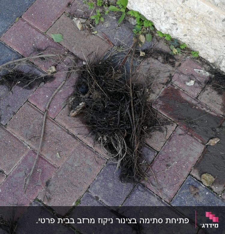 שיער וענפים סתומים על מדרכה ליד קיר